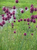 Allium sphaerocephalon Drumstick allium Z 4-11