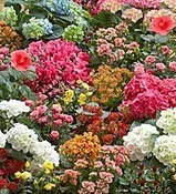 BLOOMING PLANT