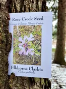 Rose Creek CLARKIA PULCHELLA – Elkhorn Clarkia Seeds