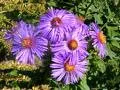 ASTER