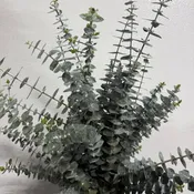 Baby Blue Eucalyptus