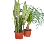 2 - 6" Indoor Plants Premium Subscription box