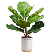 21″ Fiddle Leaf Plant in Ceramic Pot