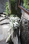 Air Plant — Casey's Flower Studio