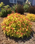 Spirea 'DBL PLAY CANDY CORN' - 2 Gallon (PW)