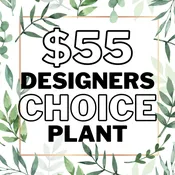 Designer's Choice Plant - $55