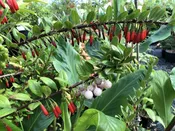Agapetes hosseana 'Red Elf'