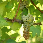 Aromella Grapevine - Certified