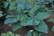 1st and Ten Hosta