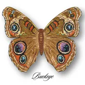 Buckeye Butterfly