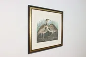 American Bittern Antique Lithograph after Audubon 41" #59847