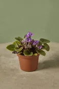 African Violet