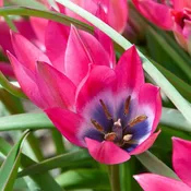 Little Beauty Tulips (25 bulbs) — Hidden Springs Peony Farm