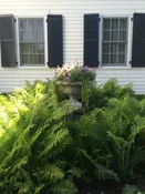 Matteuccia struthiopteris - Ostrich fern