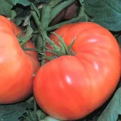 Amana Orange Tomato