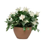14" Cream Colored Hibiscus in Terracotta Bowl Shaped Ceramic