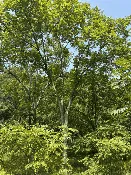 Purdue HTIRC Conservation Select Pure Butternut Seedling (Juglans cinerea L.)
