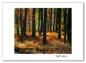 Brilliant Fern near Heywood’s Meadow – notecard