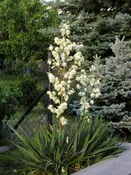 Adam's Needle (YUCCA FILAMENTOSA) - 2 gallon