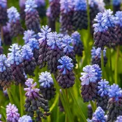 Muscari Latifolium (25 bulbs) — Hidden Springs Peony Farm