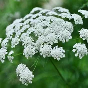 Ammi White Dill or Bishop's Flower
