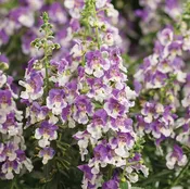 ANGELONIA – ANGELFACE WEDGEWOOD BLUE