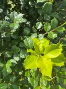 Ilex opaca 'Satyr Hill' ~ Satyr Hill American Holly