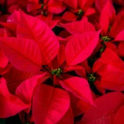 PREORDER Poinsettia - Red  6.5"