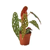 Begonia Maculata 4-in pot — Black Eyed Susan's Flowers & Plants