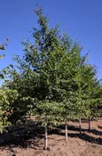 American Beech | Fagus grandifolia — Northwest Shade Trees