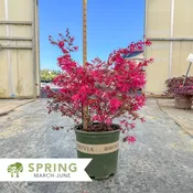 Cerise Charm™ Loropetalum - Loropetalum chinense 'Kurobijin'