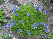 Gentiana acaulis, Trumpet Gentian