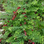 Coralberry – Symphoricarpos Orbiculatus (1Gal)