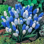 2 Months of Grape Hyacinths