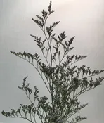 Blue Success Limonium (90 cm)
