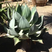 Agave celsii ‘Nova’