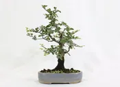 Chinese Elm in a Blue Oval Container