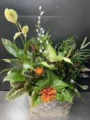 Dish Garden (Metal Oval)