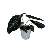 Alocasia reginula 'Black Velvet'