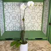 Single White Phalaenopsis Orchid Plant