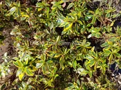 Abelia grandiflora ‘Prostrata’