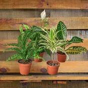 Air Purifying Plant Bundle Exclusive Offer