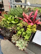 4” Assorted Succulents – Bulk 10 Pots-Indoor Plant (Case of 10)