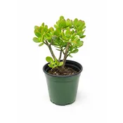 1 Gallon Jade Plant