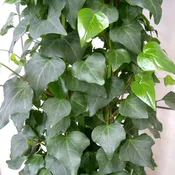Algerian Ivy Staked