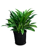 Aglaonema (Chinese Evergreen)