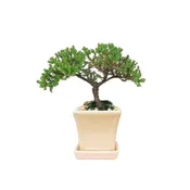 3″ Square Pot & Tray With Bonsai Tree