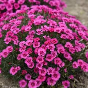 1G Dianthus 'Paint the Town Fancy' - 1013245