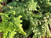 Adiantum venustum MD 15-14