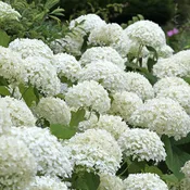 Annabelle Hydrangea